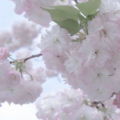 Furry插画笔刷运用兽圈群